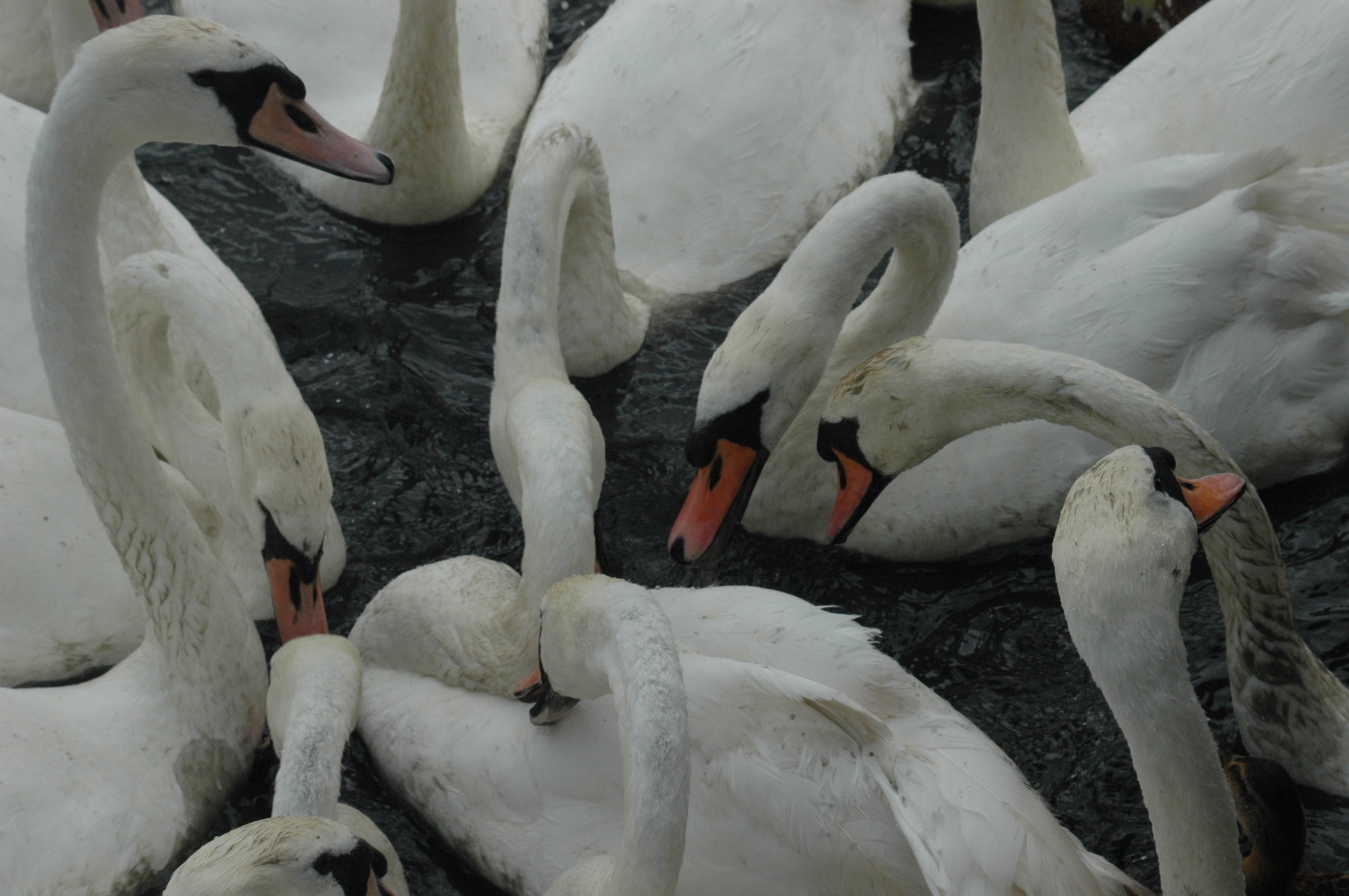 mute swans